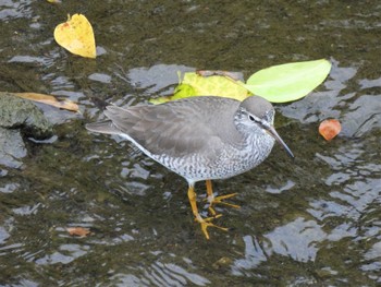 2022年5月21日(土) 平塚市河内川の野鳥観察記録