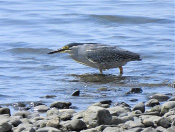 Thu, 5/26/2022 Birding report at 馬入ふれあい公園