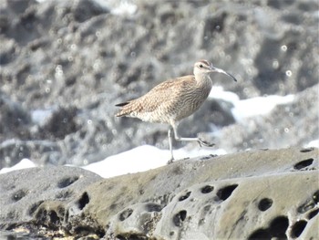 2022年5月28日(土) 大磯照ヶ崎海岸の野鳥観察記録