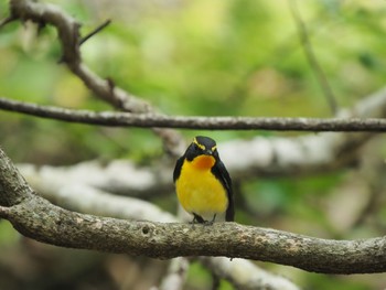 キビタキ 軽井沢野鳥の森 2022年5月25日(水)