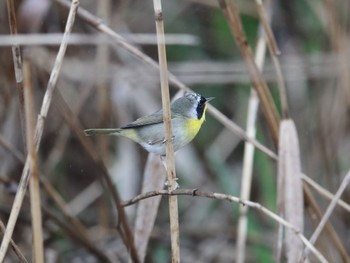 Common Yellowthroat 涸沼 在庫から Sat, 4/8/2017