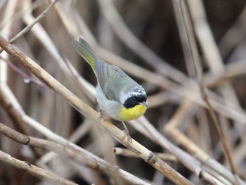 Common Yellowthroat 涸沼 在庫から Sat, 4/8/2017