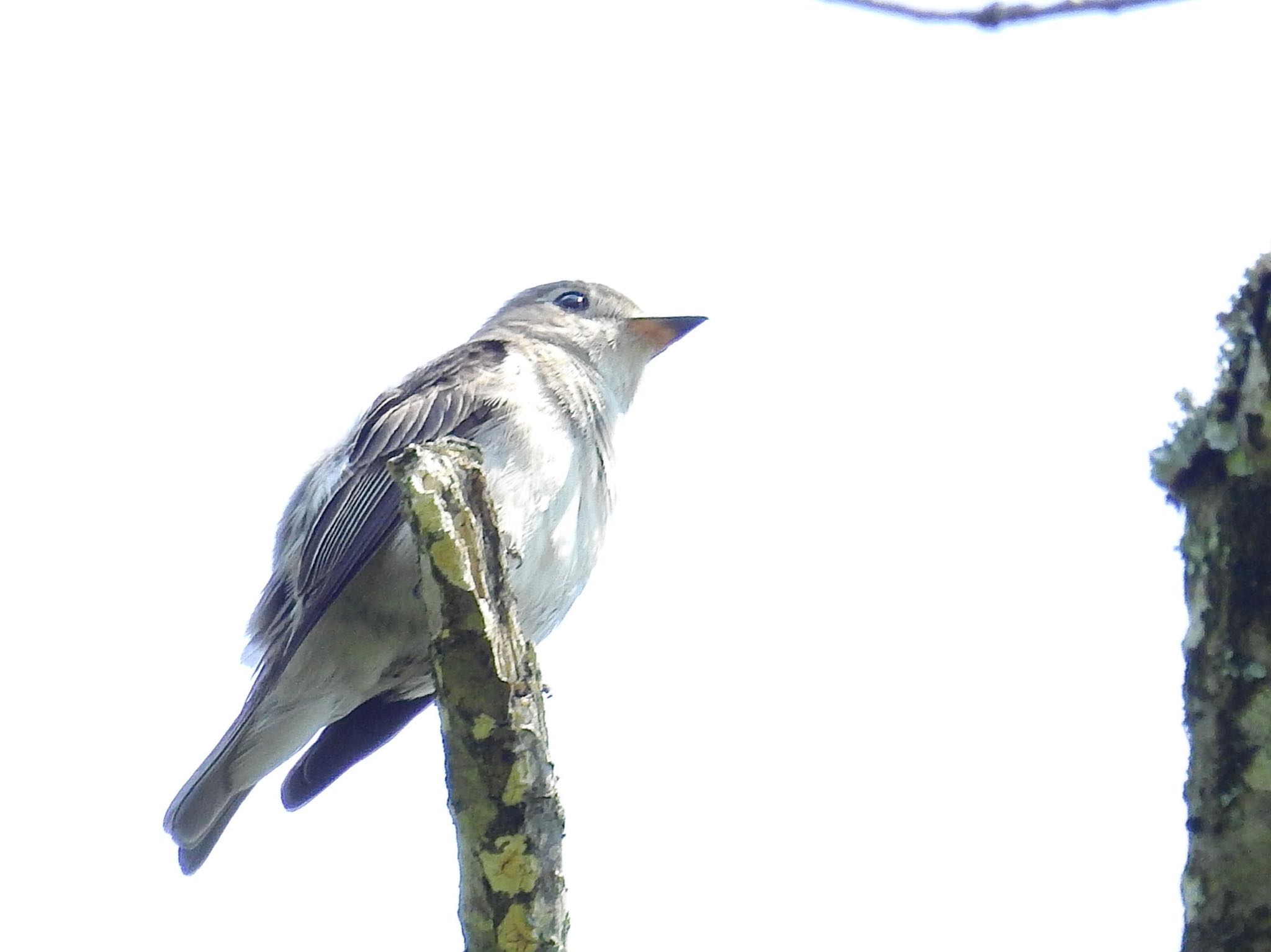 Asian Brown Flycatcher