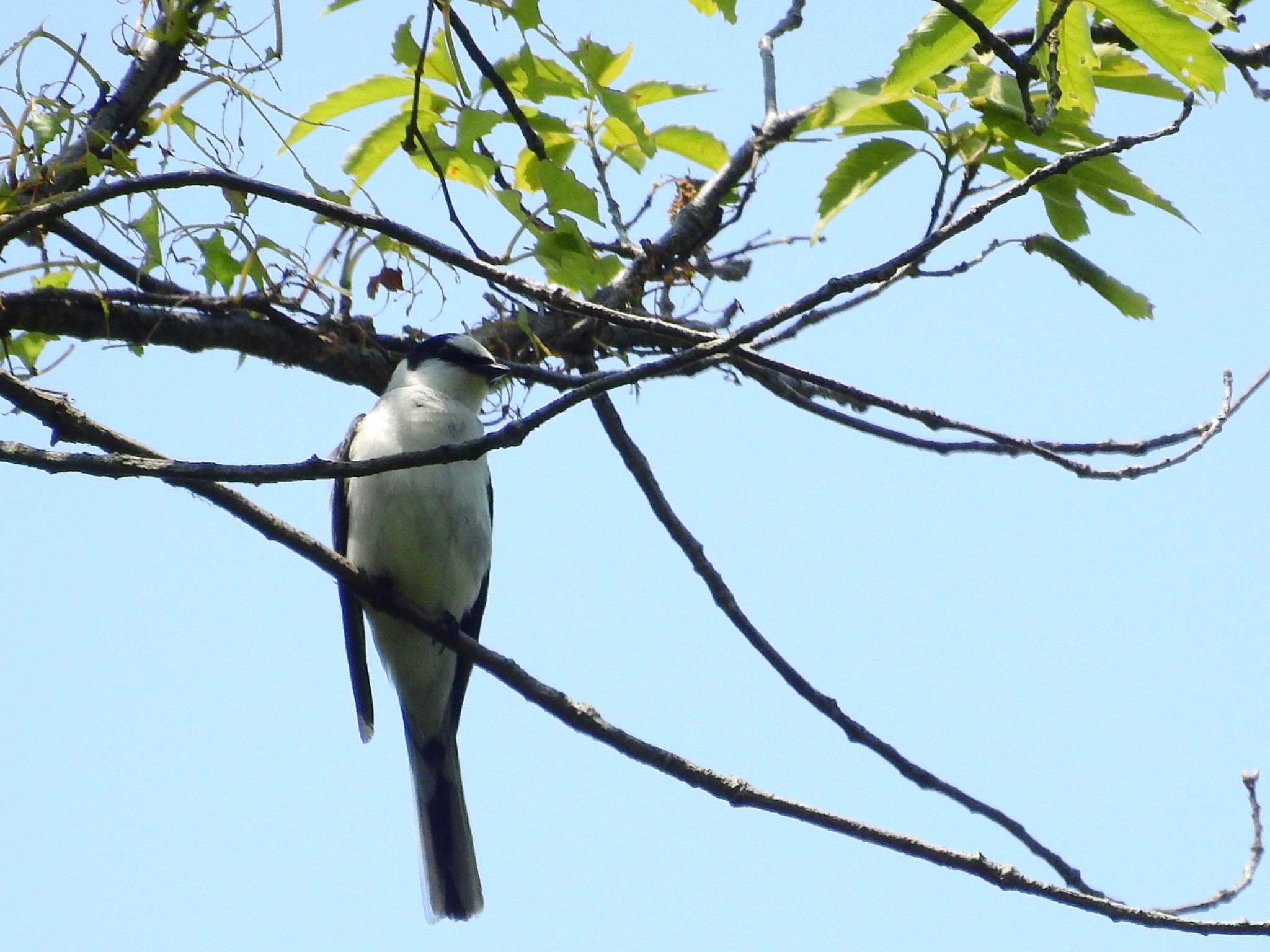 Ashy Minivet