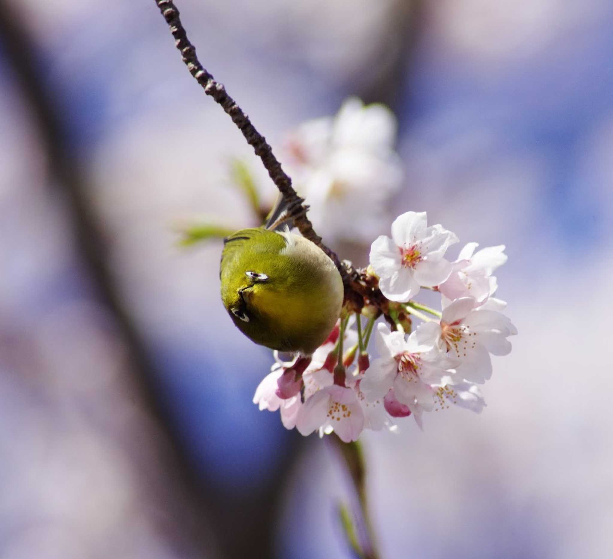 Untitled Photo by 駿河屋八兵衛