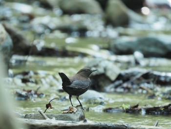 カワガラス 軽井沢野鳥の森 2022年5月25日(水)