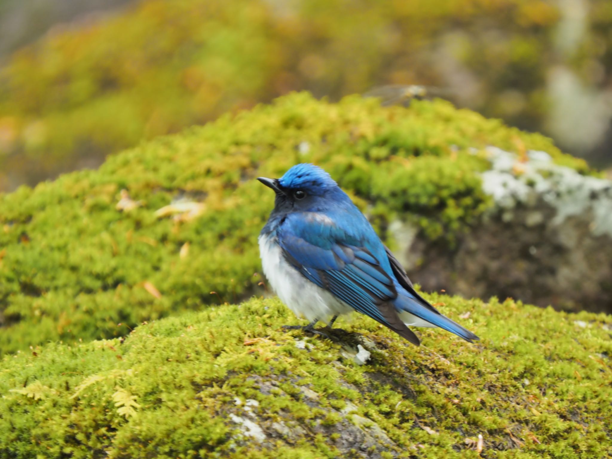 Photo of Blue-and-white Flycatcher at 栃木 by masaki