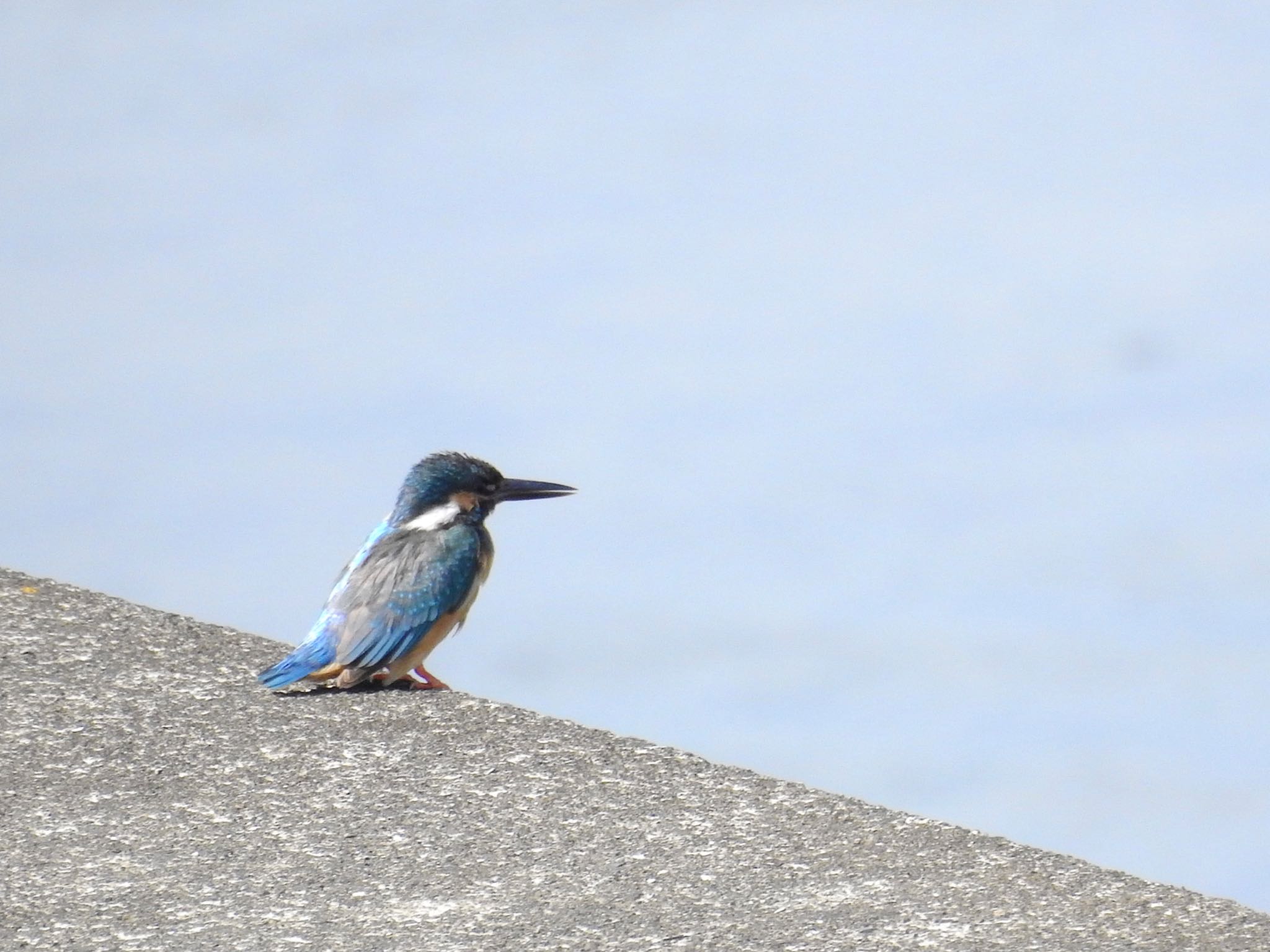 Photo of Common Kingfisher at 池島 by 🐟