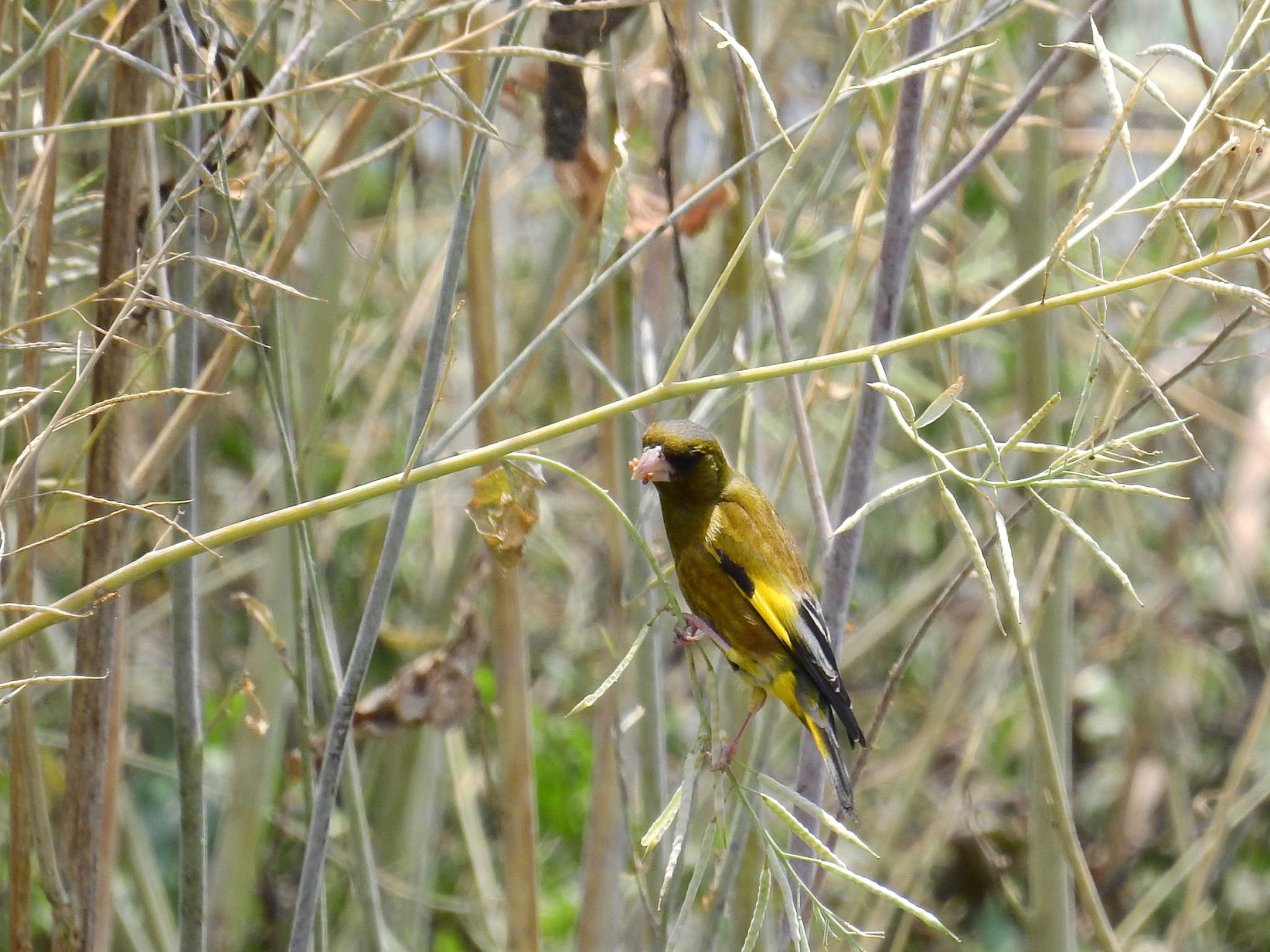 Grey-capped Greenfinch