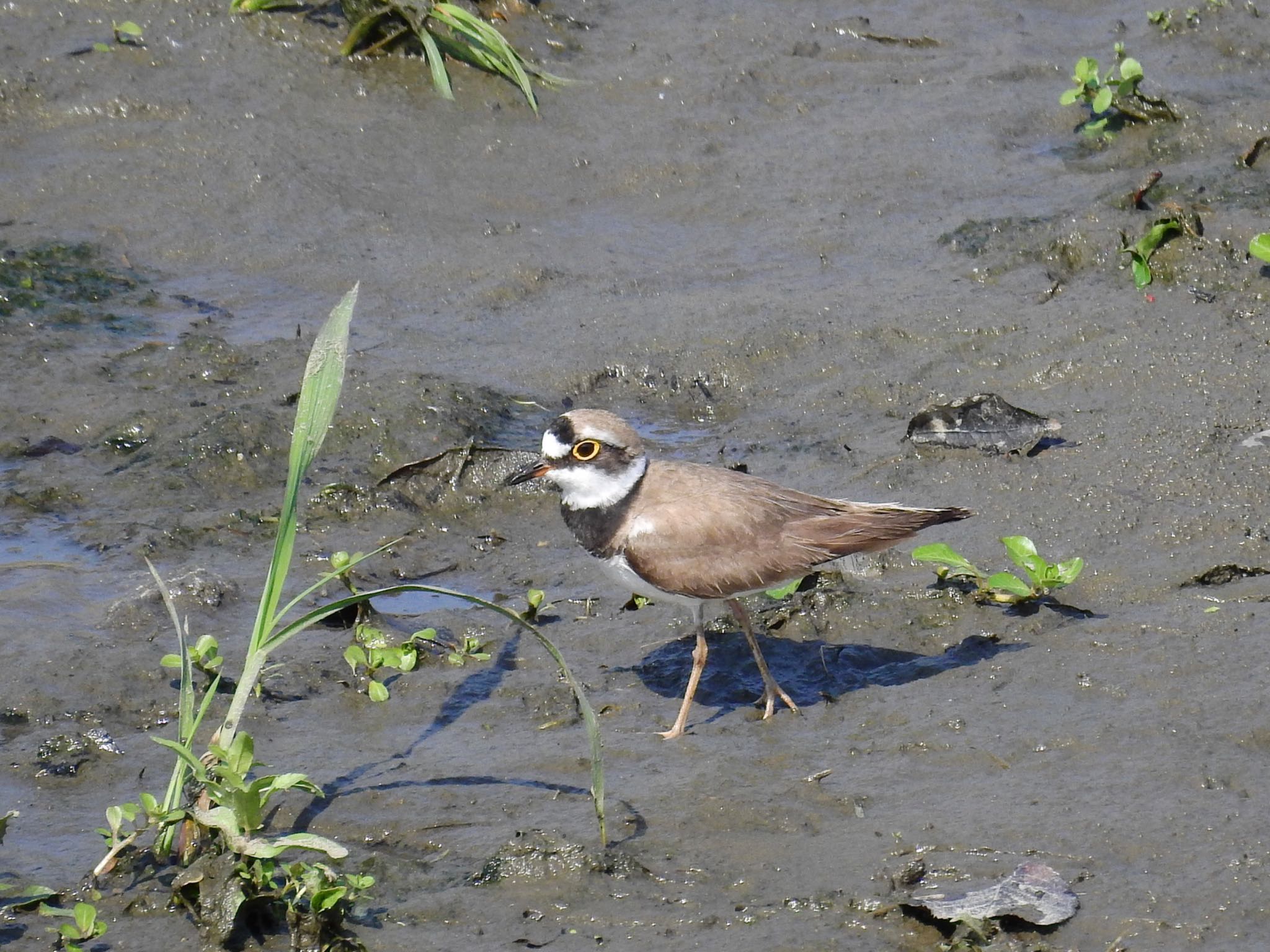 Photo of Little Ringed Plover at 池島 by 🐟