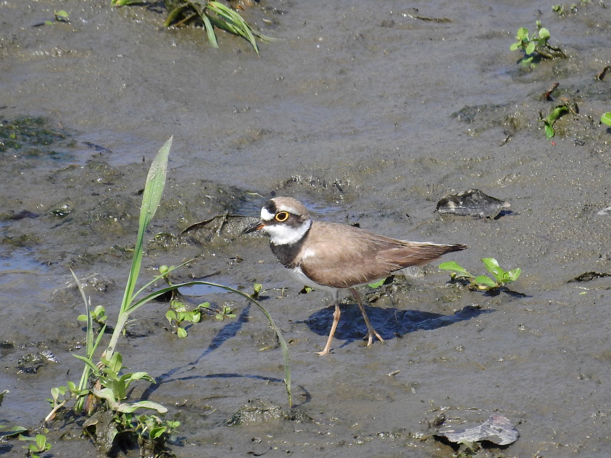 Little Ringed Plover