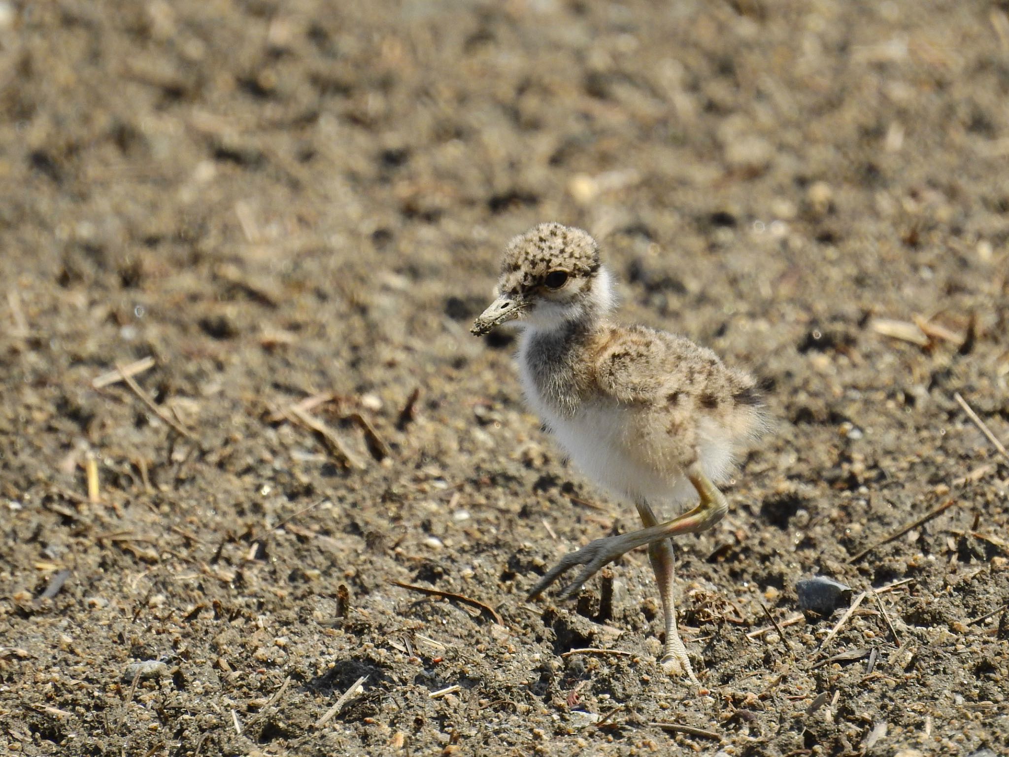 Photo of Grey-headed Lapwing at 池島 by 🐟