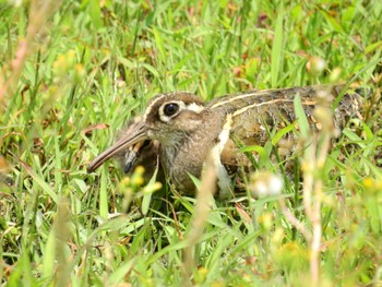 2022年5月28日(土) 池島の野鳥観察記録