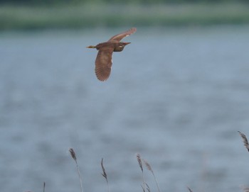 Cinnamon Bittern 千葉 Sat, 5/28/2022