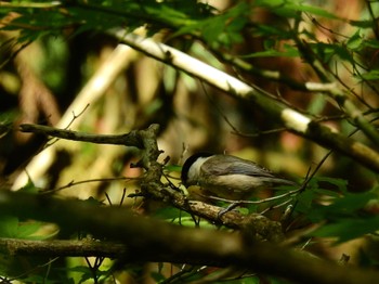 Willow Tit 金剛山 Sun, 5/29/2022