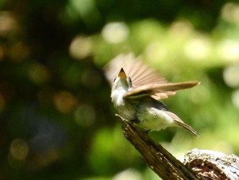 Asian Brown Flycatcher 金剛山 Sun, 5/29/2022