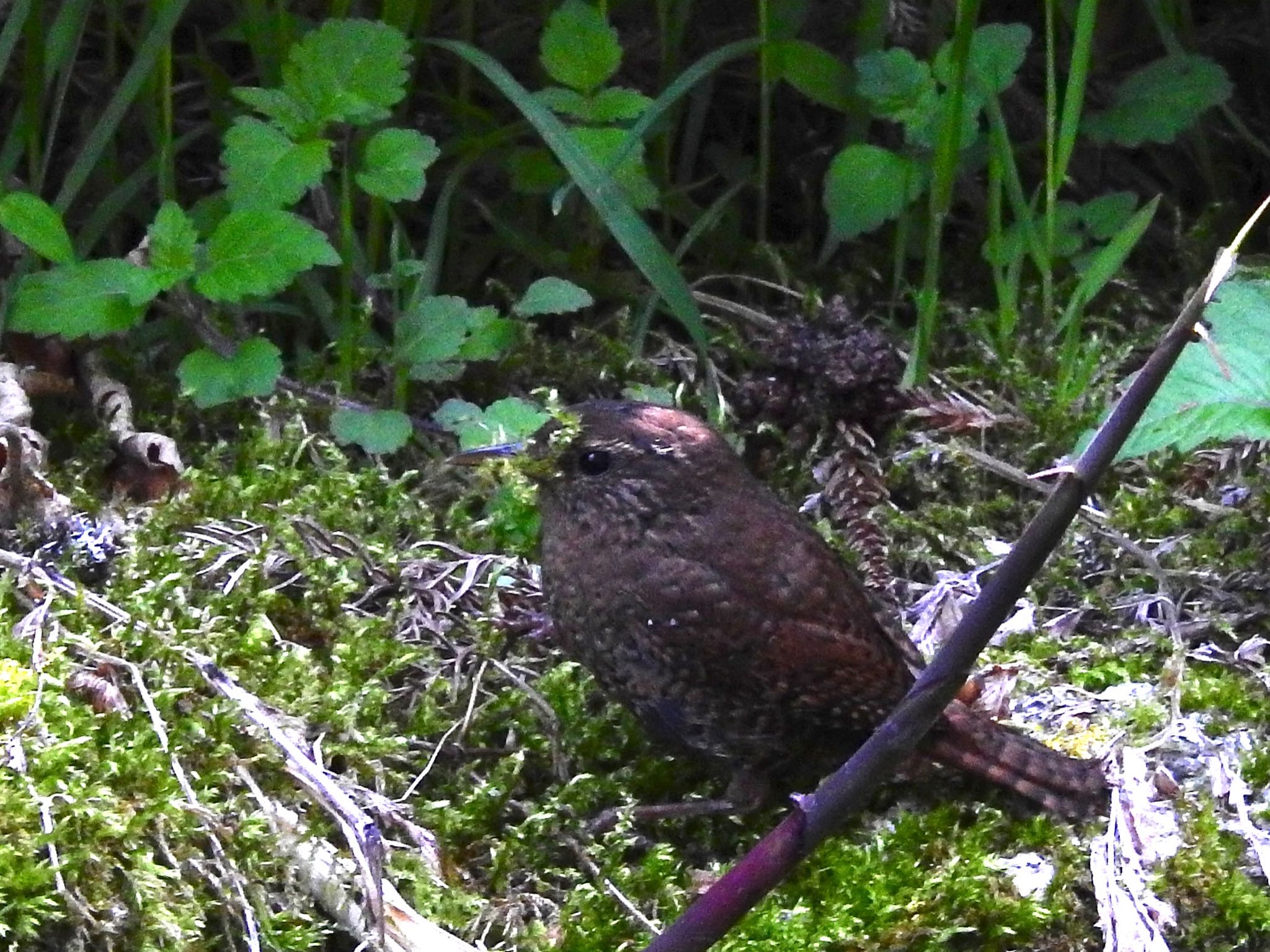 Photo of Eurasian Wren at 金剛山 by 🐟