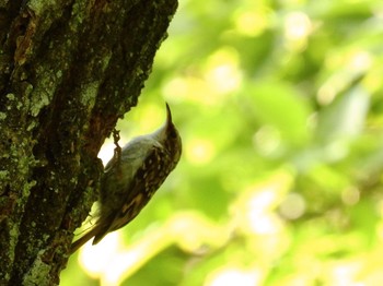 2022年5月29日(日) 金剛山の野鳥観察記録