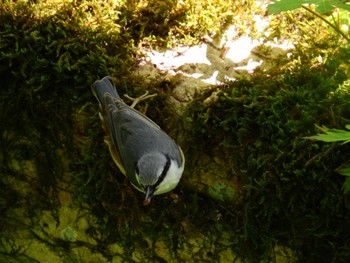 Eurasian Nuthatch 金剛山 Sun, 5/29/2022