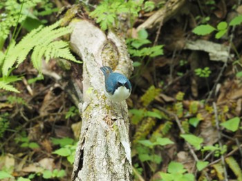 Siberian Blue Robin Karuizawa wild bird forest Wed, 5/25/2022