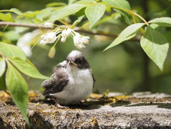 Long-tailed Tit Karuizawa wild bird forest Wed, 5/25/2022