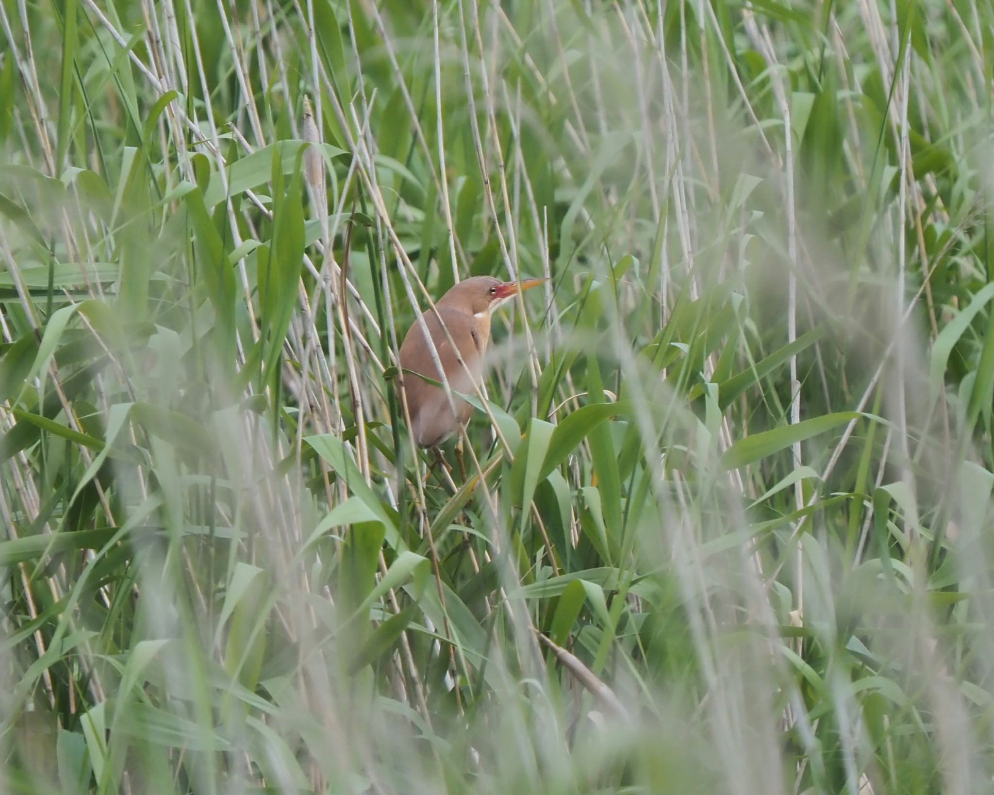 Photo of Cinnamon Bittern at 千葉 by masaki