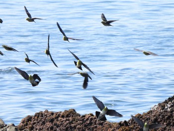 アオバト 大磯照ヶ崎海岸 2022年5月29日(日)