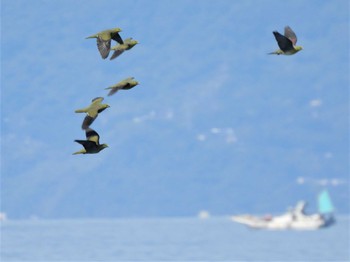 アオバト 大磯照ヶ崎海岸 2022年5月29日(日)