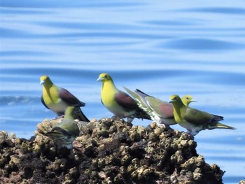 アオバト 大磯照ヶ崎海岸 2022年5月29日(日)