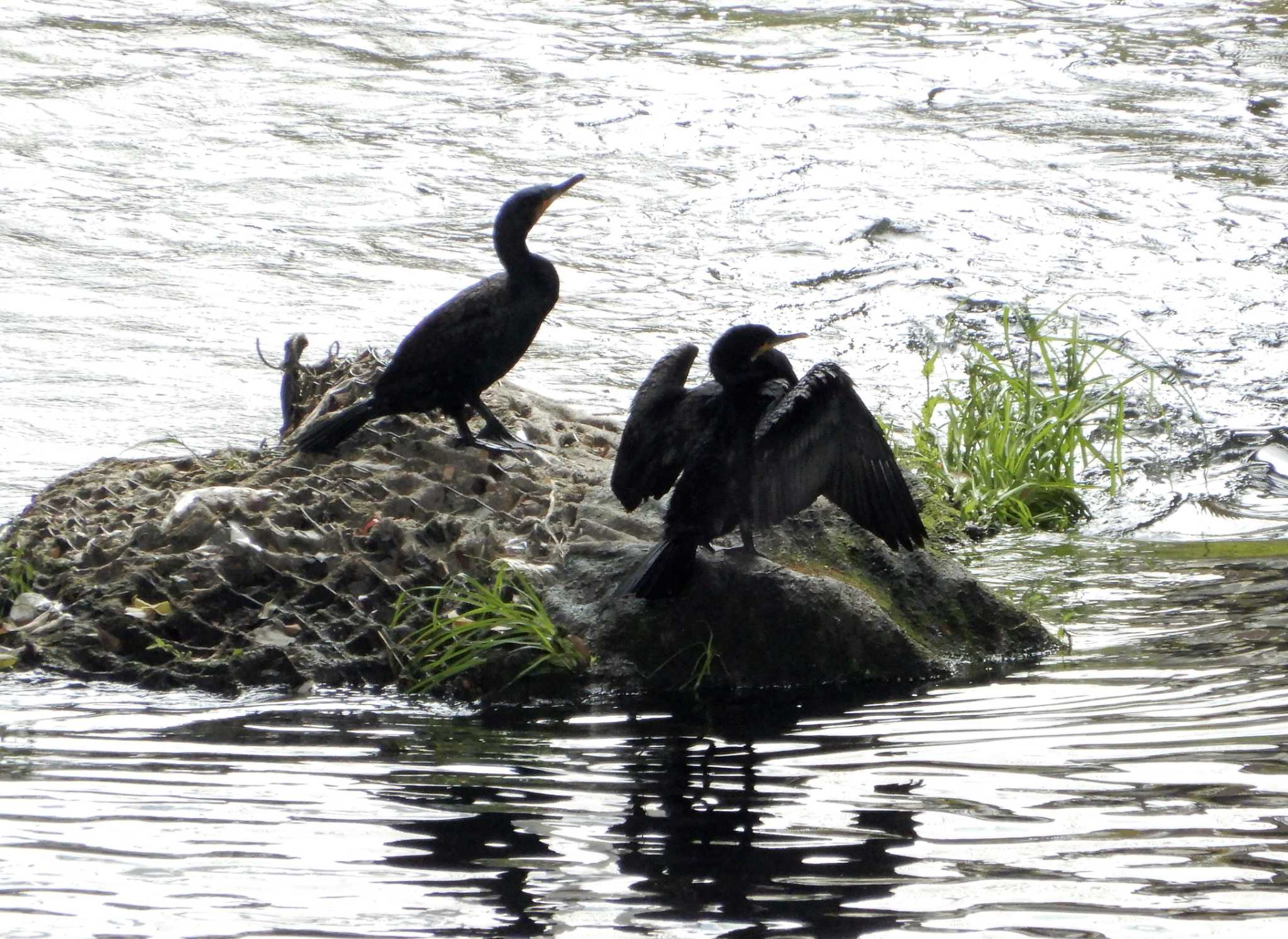 平和の森公園、江古田公園、哲学堂公園、妙正寺川 カワウの写真