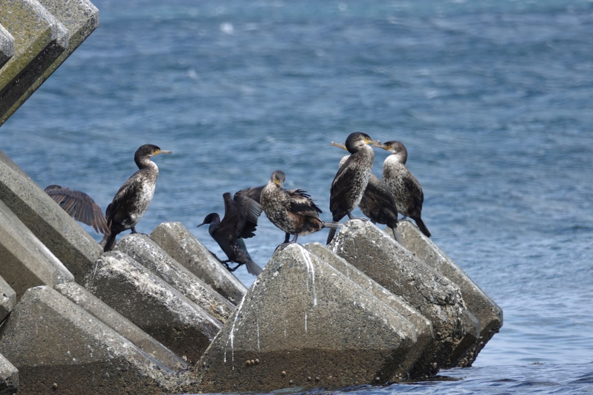 Japanese Cormorant