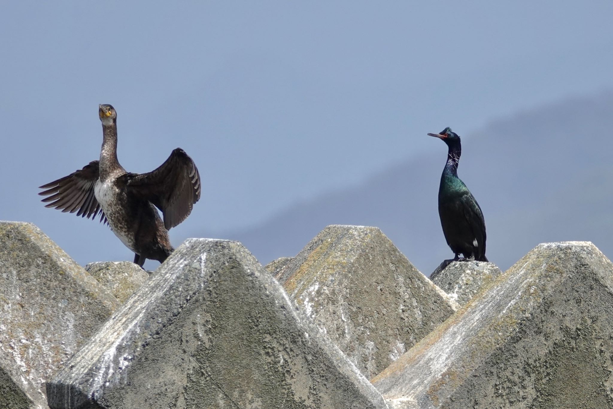 Pelagic Cormorant