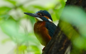 2022年5月31日(火) 千里東町公園の野鳥観察記録