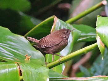 Eurasian Wren(mosukei) Miyakejima Island Tue, 5/31/2022