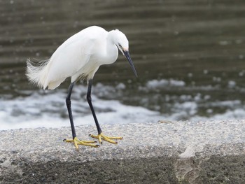 Little Egret 淀川河川公園 Mon, 5/30/2022