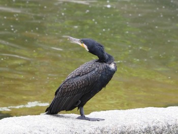 カワウ 淀川河川公園 2022年5月30日(月)