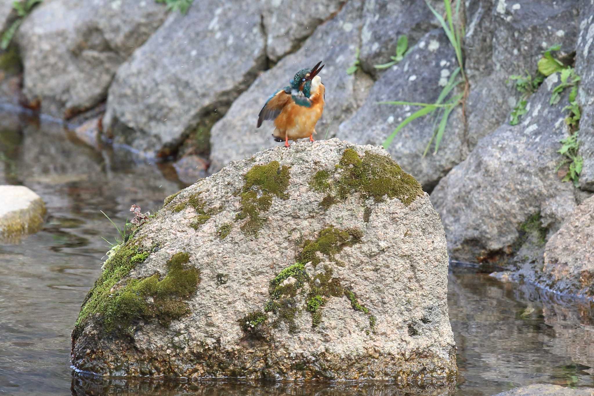 水きりのカワセミ