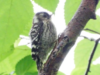 2022年5月31日(火) 舞岡公園の野鳥観察記録