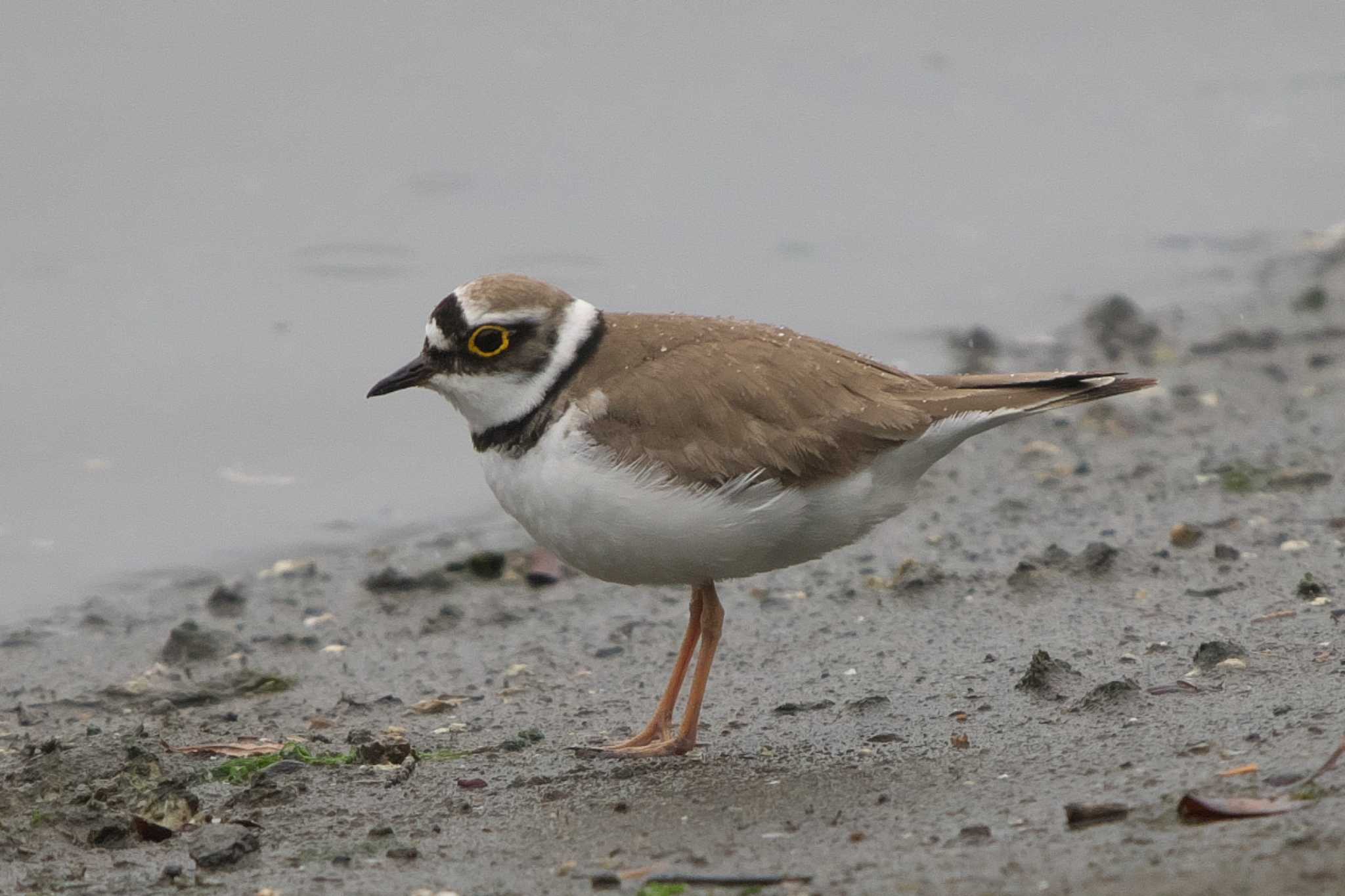 Little Ringed Plover