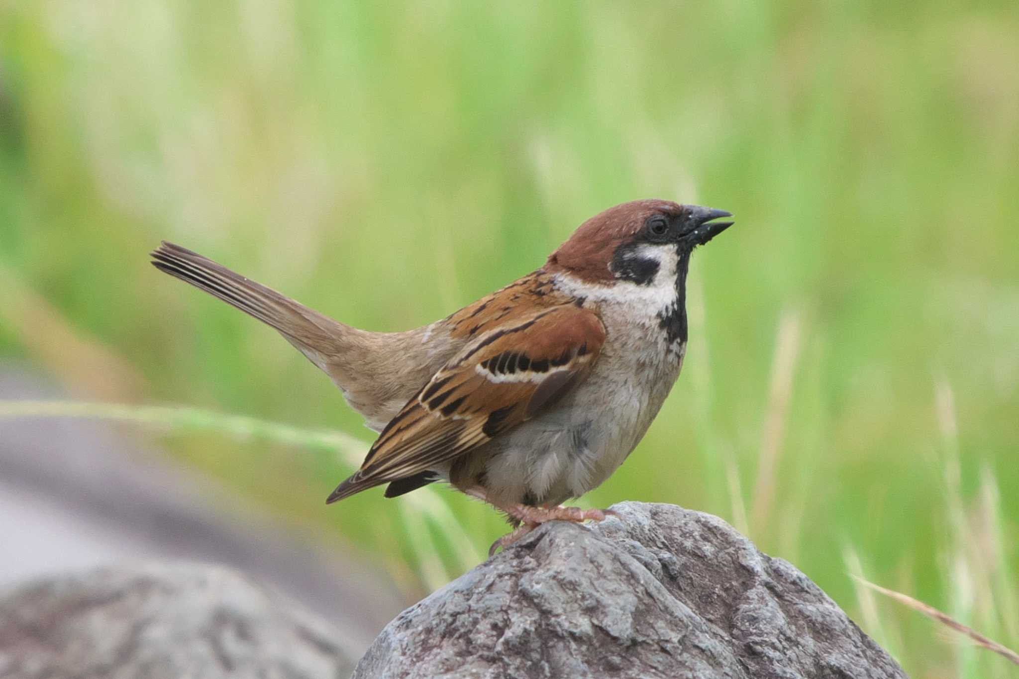 Eurasian Tree Sparrow