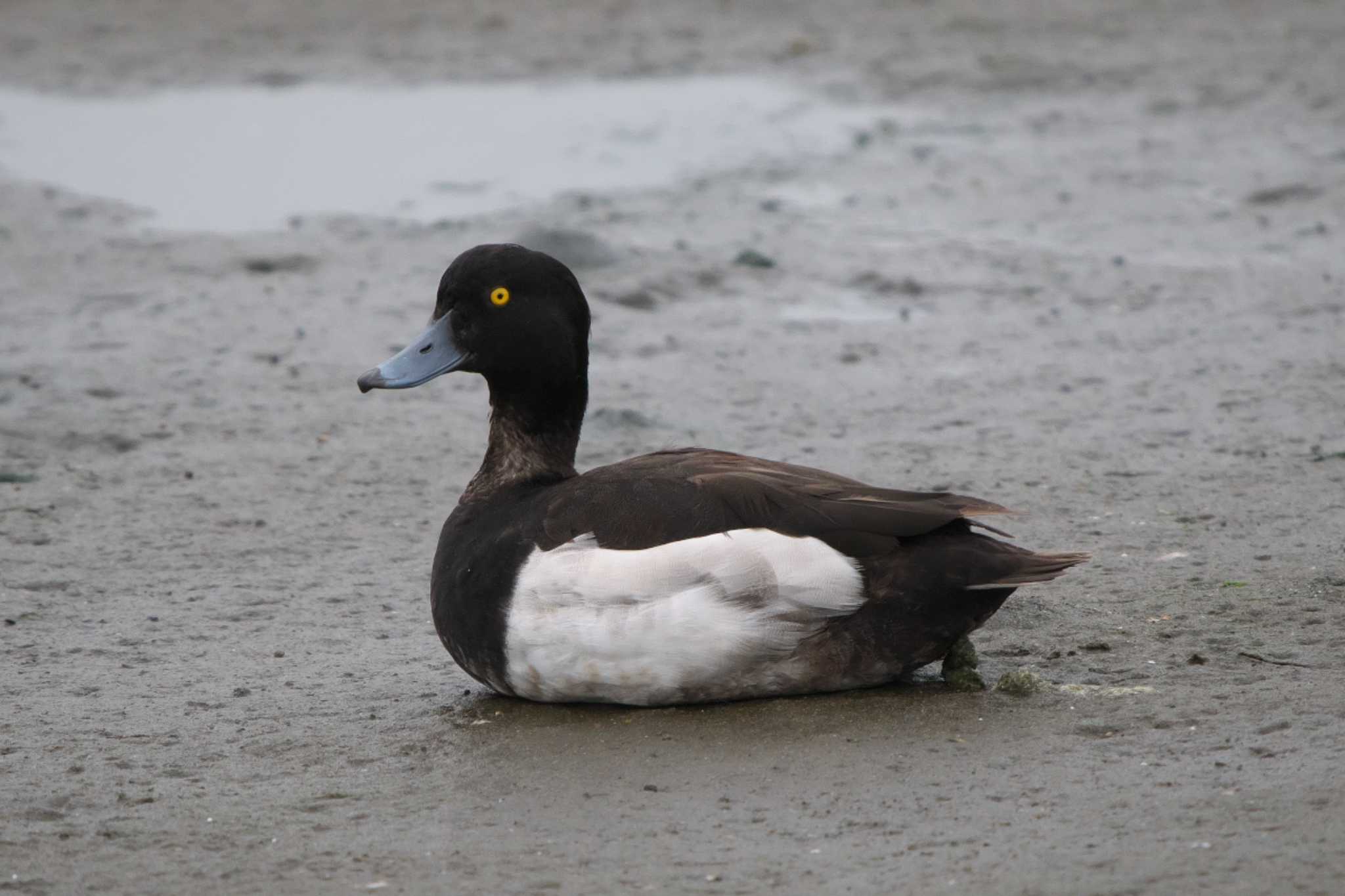 Tufted Duck