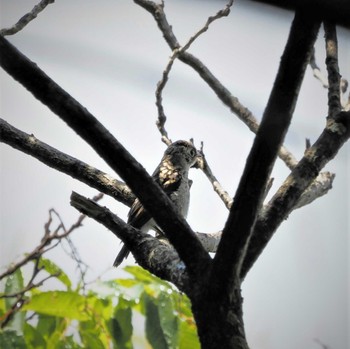 Narcissus Flycatcher 姫路市自然観察の森 Tue, 5/31/2022