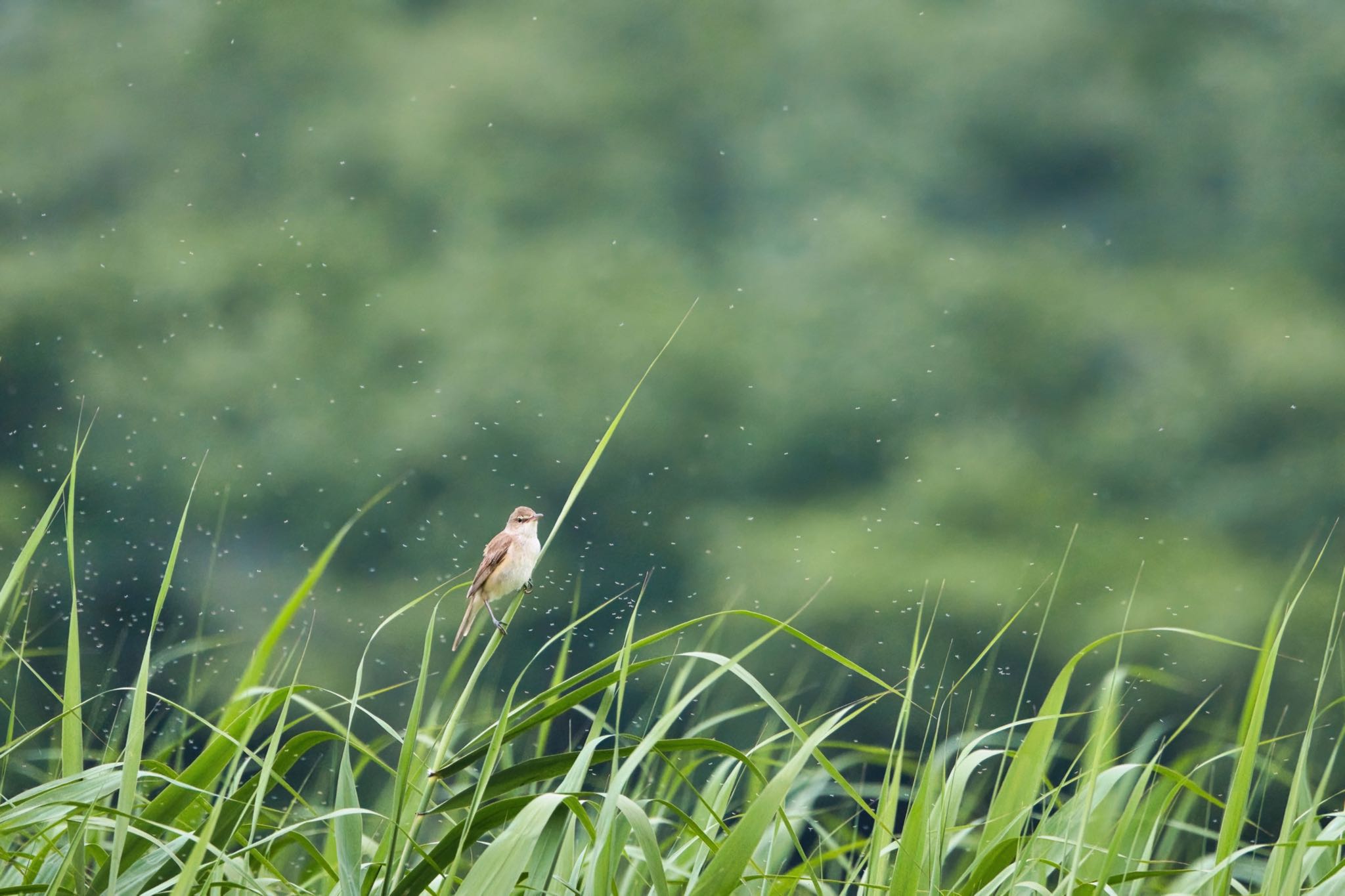 伊佐沼 オオヨシキリの写真 by naturedrop