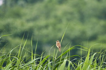 Oriental Reed Warbler Isanuma Mon, 5/30/2022