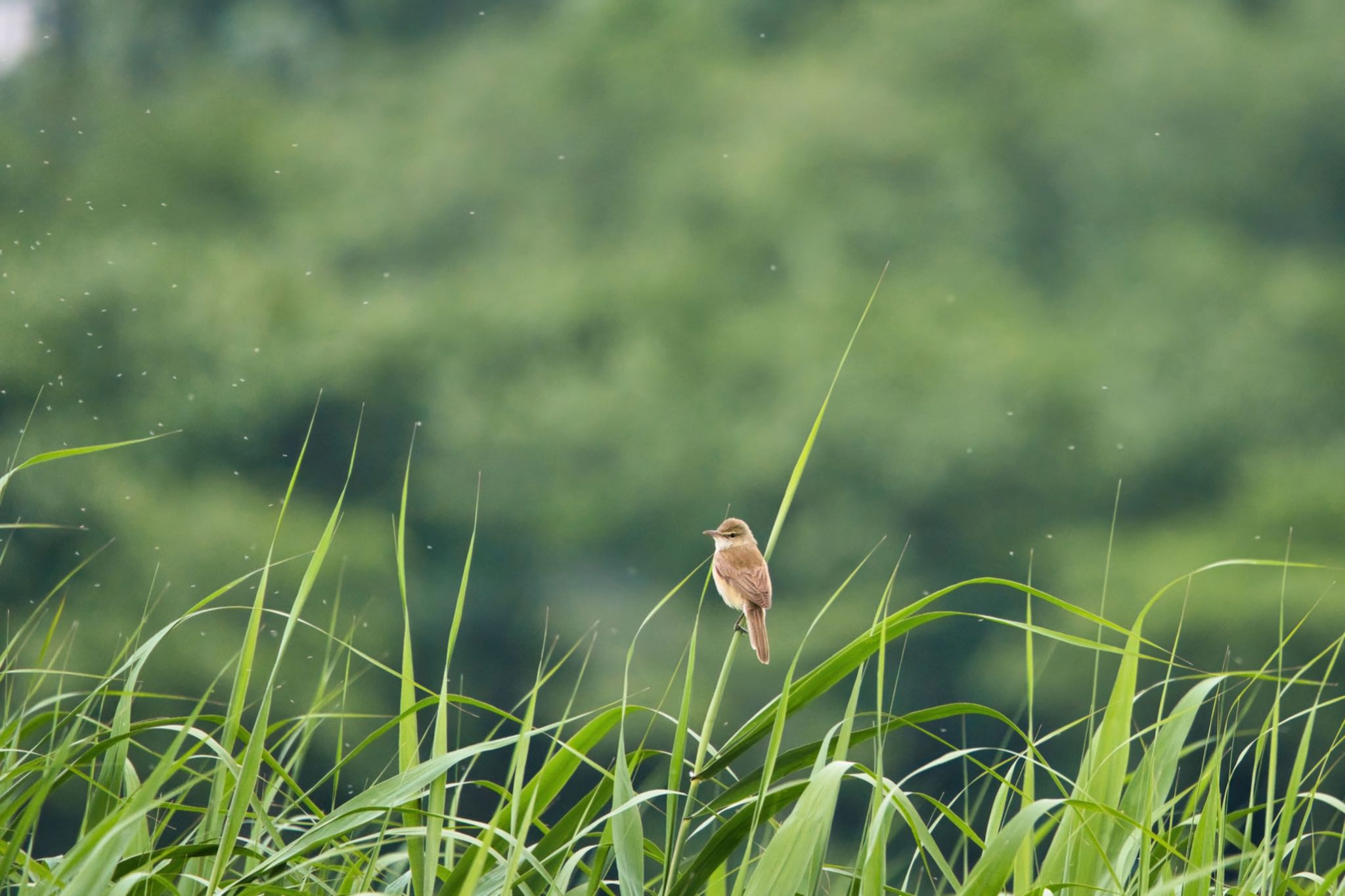 伊佐沼 オオヨシキリの写真 by naturedrop