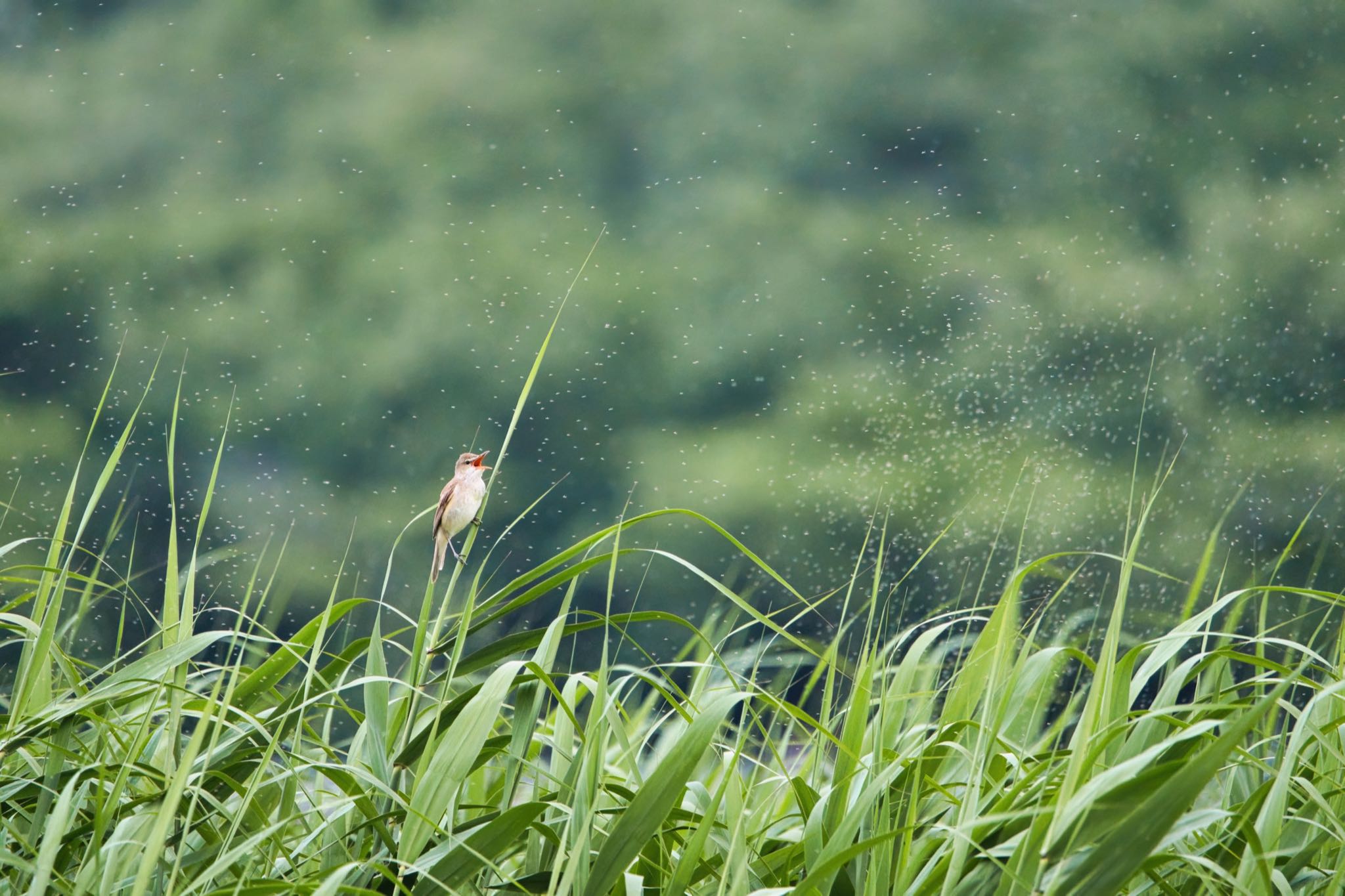 Photo of Oriental Reed Warbler at Isanuma by naturedrop