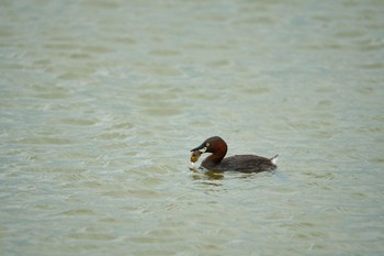 Little Grebe Isanuma Mon, 5/30/2022