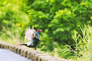 Green Pheasant Watarase Yusuichi (Wetland) Tue, 5/31/2022