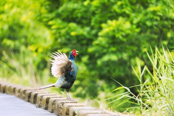 Green Pheasant Watarase Yusuichi (Wetland) Tue, 5/31/2022