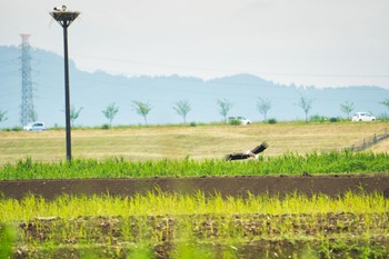 コウノトリ 渡良瀬遊水地 2022年5月31日(火)